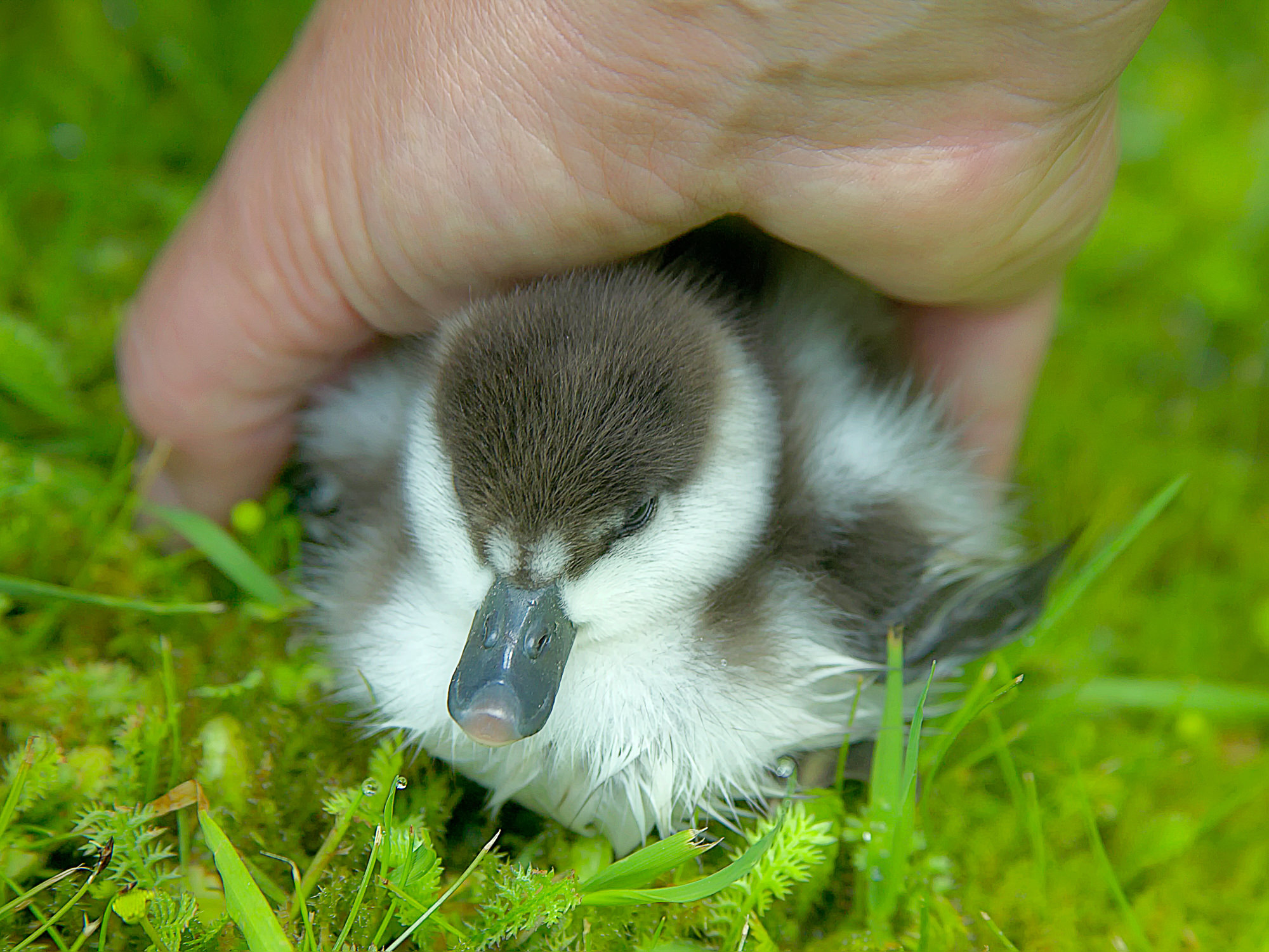 Schellente, Neuseeland